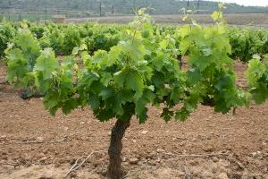 AVA-ASAJA valora la ayuda a la cosecha en verde de la Generalitat pero pide más medidas de apoyo al Gobierno como sí toma Francia