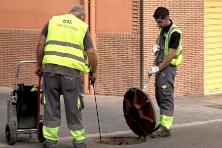 Ontinyent executa accions de control de plagues contra les paneroles al casc urbà, urbanitzacions i polígons Ontinyent executa accions de control de plagues contra les paneroles al casc urbà, urbanitzacions i polígons