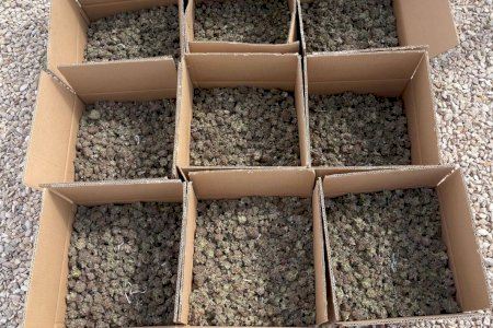 No era una plantación para consumo propio: un fuerte olor destapa en Elche un chalet con más de 126 kilos de marihuana No era una plantación para consumo propio: un fuerte olor destapa en Elche un chalet con más de 126 kilos de marihuana