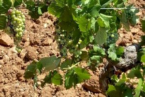 LA UNIÓ insta al Ministerio de Agricultura a defender al sector vitivinícola como hace Francia con el suyo