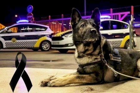 Muere GUS, el perro policía de Alicante con casi 80 detenidos tras 11 años de servicio Muere GUS, el perro policía de Alicante con casi 80 detenidos tras 11 años de servicio