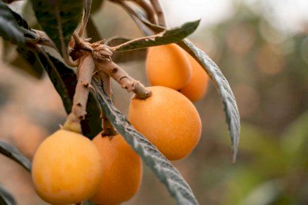 El oro dulce de Alicante apunta a 10.000 toneladas… pero los agricultores alertan: “Así no podemos seguir”