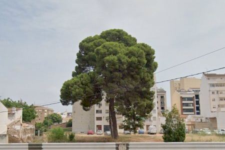 Compromís demana valorar si el pi del Soler i Godes és un arbre monumental abans de qualsevol tala