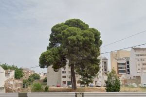 Compromís demana valorar si el pi del Soler i Godes és un arbre monumental abans de qualsevol tala