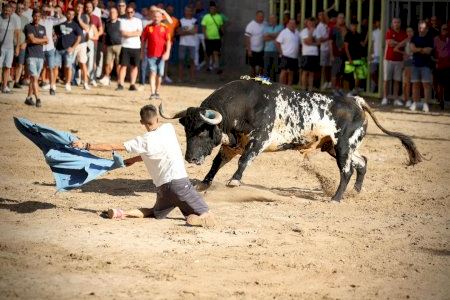 Borriana es prepara per a celebrar els 50 anys de la Comissió del Bou amb un bou especial i una gran gal·la Borriana es prepara per a celebrar els 50 anys de la Comissió del Bou amb un bou especial i una gran gal·la