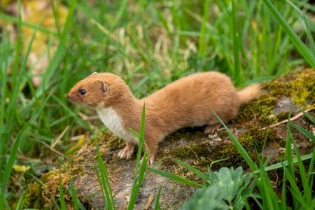 Avancen tres milions d’anys l’origen de la família de les mosteles en un estudi amb participació de la Universitat de València