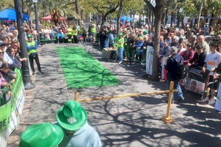 Elche convierte un pequeño fruto en el protagonista de una competición única: así es el campeonato Mundial de Lanzamiento de Dátil Elche convierte un pequeño fruto en el protagonista de una competición única: así es el campeonato Mundial de Lanzamiento de Dátil