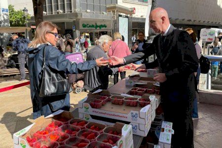 València reparte 500 tarrinas de fresas de Huelva en apoyo a los agricultores y al producto nacional