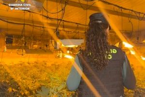 Cau una plantació de marihuana en una caseta de Benicarló: 152 plantes i enganxe il·legal a la llum