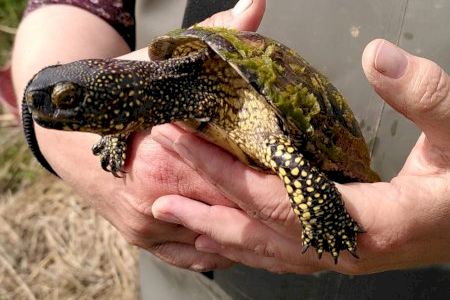 Almenys set tortugues han desafiat la riuada a l'Albufera i mantenen viva l'esperança de l'aiguamoll
