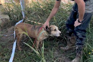 El trabajo de la Policía Local de Sueca es reconocido nuevamente a nivel estatal - (foto 2)