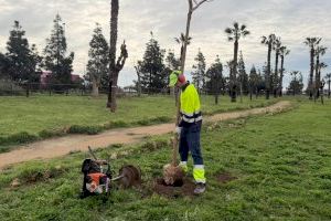Parques y jardines de Torrevieja realiza nuevas plantaciones de árboles en la zona de el limonar y renueva el mobiliario urbano - (foto 2)