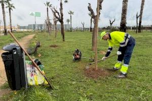 Parques y jardines de Torrevieja realiza nuevas plantaciones de árboles en la zona de el limonar y renueva el mobiliario urbano - (foto 4)