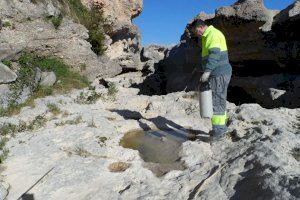 El Ayuntamiento de Vinaròs inicia la campaña de control de mosquitos con refuerzo de la vigilancia y coordinación institucional - (foto 2)