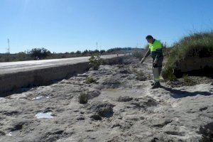 El Ayuntamiento de Vinaròs inicia la campaña de control de mosquitos con refuerzo de la vigilancia y coordinación institucional - (foto 3)