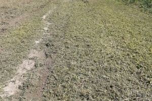 L’Ajuntament d’Alcoi inicia la campanya de neteja i desbrossament de solars municipals per a previndre incendis - (foto 6) L’Ajuntament d’Alcoi inicia la campanya de neteja i desbrossament de solars municipals per a previndre incendis - (foto 6)