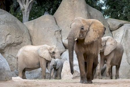 Consternación en el Bioparc por la muerte de una elefanta por el golpe de un colmillo