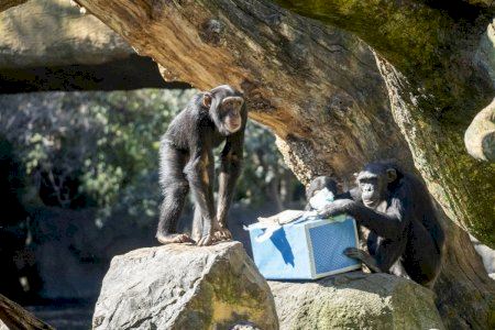 Djibril, el chimpancé “adoptado” de BIOPARC Valencia, cumple hoy siete años