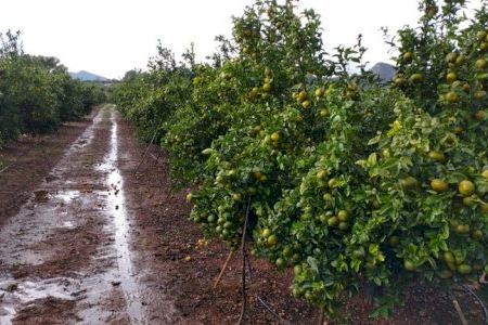 El campo valenciano, indignado: denuncian que tierras arrasadas por la DANA pasan al Estado sin compensación