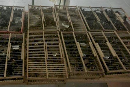 400 aves hacinadas, 39 muertas y un destino ilegal: así viajaban unos jilgueros interceptados en Orihuela