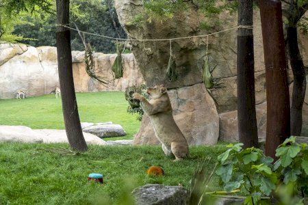 Cumpleaños “salvaje” para los leones de BIOPARC Valencia