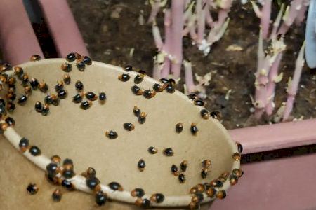 Se abre el plazo para solicitar Cryptolaemus contra la plaga del cotonet en los kakis y cítricos de Alzira