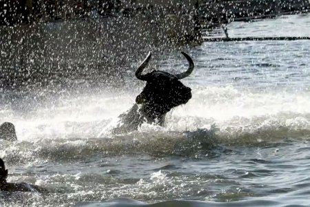 PACMA denuncia más de 110.000 euros públicos al año en los Bous a la Mar de Dénia y habla de “despilfarro”