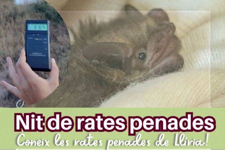 Visit Llíria ofrece una “Noche de Murciélagos” para conocer su hábitat