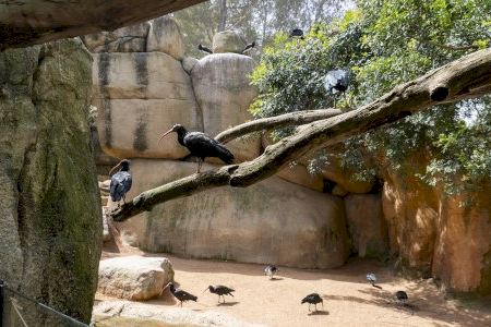 BIOPARC Valencia incorpora y se une al proyecto para salvar una especie extinta en Europa desde siglo XVII