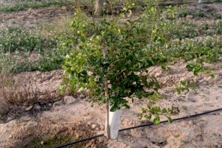 ASAJA Alicante alerta del virus de la clorosis amarilla en cítricos y exige responsabilidades y controles urgentes en campo y viveros ASAJA Alicante alerta del virus de la clorosis amarilla en cítricos y exige responsabilidades y controles urgentes en campo y viveros