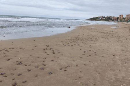 ¿Qué ha pasado en las playas de Oropesa este fin de semana?