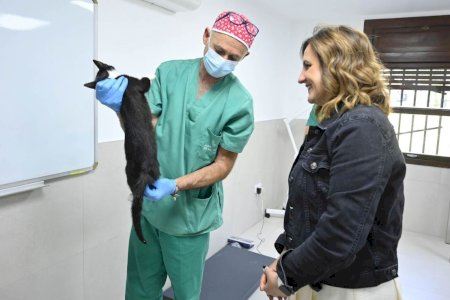 Pepa, la primera vida salvada en València por el primer centro municipal de España para colonias felinas