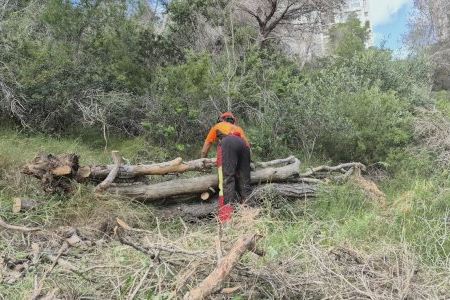 La amenaza del pino seco llega a un parque natural valenciano y obliga a talar cerca de 70 ejemplares