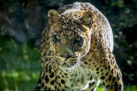 El BIOPARC de Valencia despide entre lágrimas a Negombo, el leopardo que ayudó a salvar a su especie