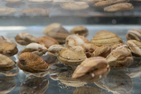 El hallazgo valenciano que puede ayudar a salvar una de las almejas más castigadas del Mediterráneo