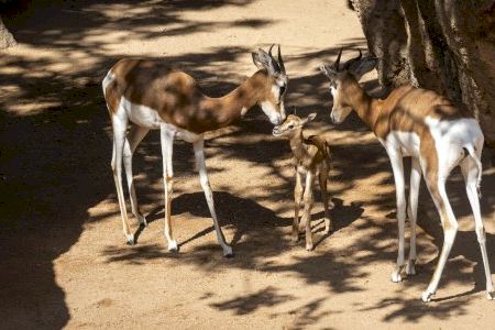 Nuevo nacimiento de gacela Mhorr en Bioparc Valencia, especie que se extinguió en su hábitat