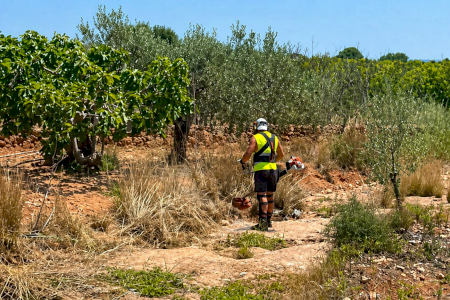 Betxí refuerza el empleo agrario con una nueva inversión de más de 60.000 euros para este verano