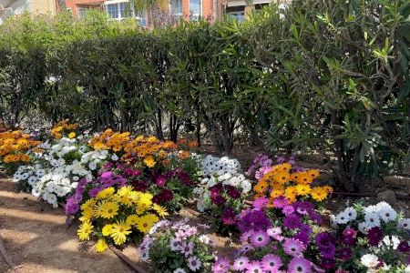 Nuevas plantaciones de temporada en el paseo vista alegre y la calle campoamor de Torrevieja