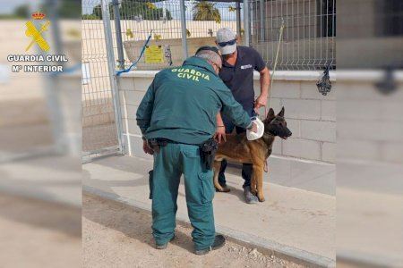 Encuentran a un perro con heridas graves en Torrevieja por un collar de púas incrustado en el cuello