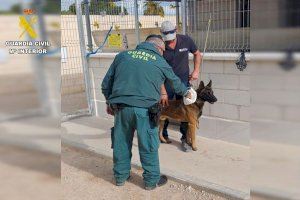 Encuentran a un perro con heridas graves en Torrevieja por un collar de púas incrustado en el cuello