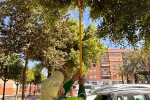 Albal refuerza su apuesta por el control biológico de plagas con nuevos tratamientos en el arbolado urbano - (foto 2)