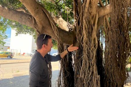 Catarroja refuerza la lucha biológica contra las plagas en los parques, jardines y arbolado viario
