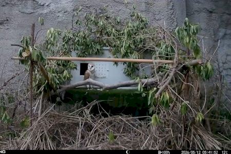 Fundación Bioparc comienza la reintroducción de la preciosa lechuza común en zonas periurbanas de Valencia
