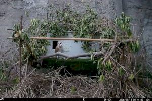 Fundación Bioparc comienza la reintroducción de la preciosa lechuza común en zonas periurbanas de Valencia