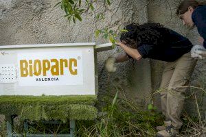 Fundación Bioparc comienza la reintroducción de la preciosa lechuza común en zonas periurbanas de Valencia - (foto 3)