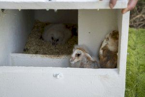 Fundación Bioparc comienza la reintroducción de la preciosa lechuza común en zonas periurbanas de Valencia - (foto 4)