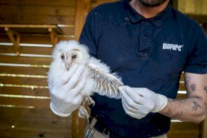 Fundación Bioparc comienza la reintroducción de la preciosa lechuza común en zonas periurbanas de Valencia - (foto 5)