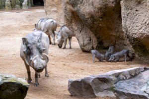 Alegria en BIOPARC València amb el triple naixement de facoquer, espècie del conegut “Pumba” - (foto 3) Alegria en BIOPARC València amb el triple naixement de facoquer, espècie del conegut “Pumba” - (foto 3)