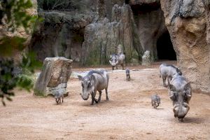 Alegria en BIOPARC València amb el triple naixement de facoquer, espècie del conegut “Pumba” - (foto 4) Alegria en BIOPARC València amb el triple naixement de facoquer, espècie del conegut “Pumba” - (foto 4)