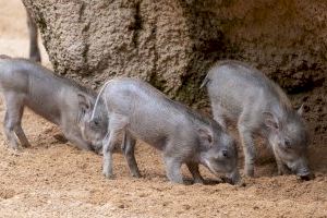 Alegria en BIOPARC València amb el triple naixement de facoquer, espècie del conegut “Pumba” - (foto 5) Alegria en BIOPARC València amb el triple naixement de facoquer, espècie del conegut “Pumba” - (foto 5)